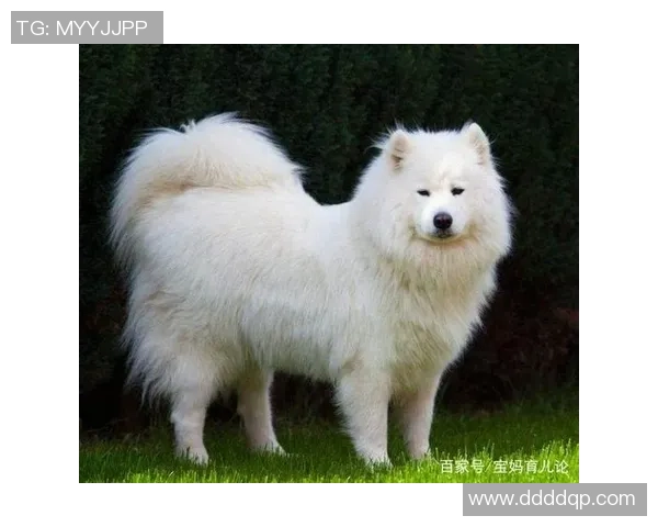 狗扑足球的精彩瞬间与训练技巧分享让你爱上这项运动 狗扑足球的精彩瞬间与训练技巧分享让你爱上这项运动